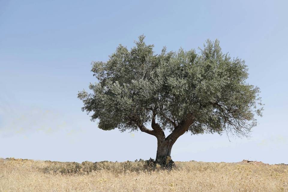 Plot (illustrative photo)