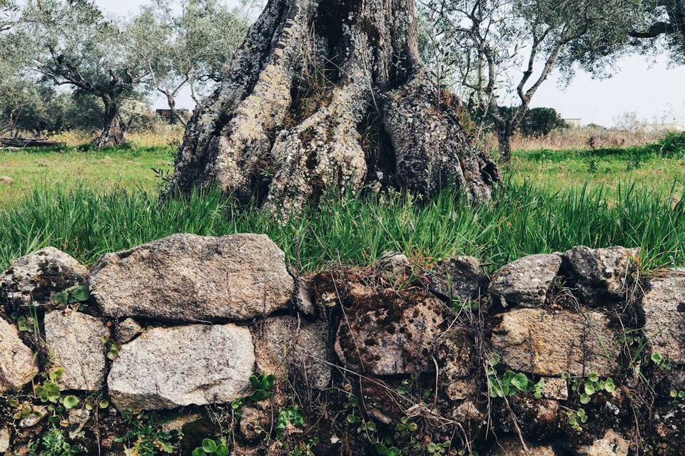 Land (illustrative photo)